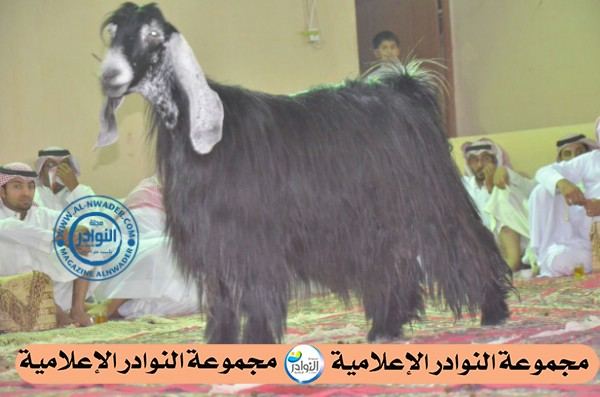 جلسة استراحة ديراب الرمضانيه للماعز العارضي بتاريخ 15 / 9 / 1434هجري